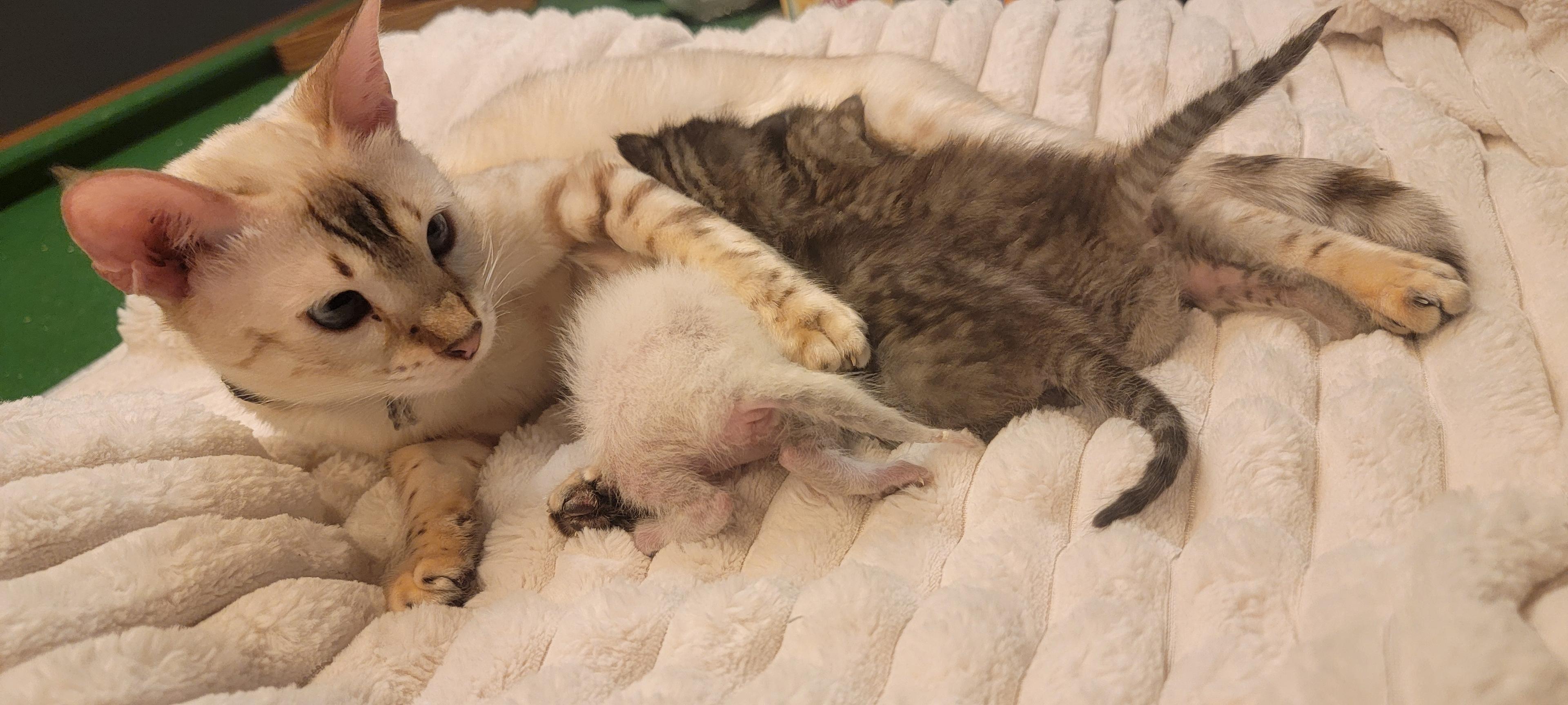 Photo of Bengal mixed kittens 