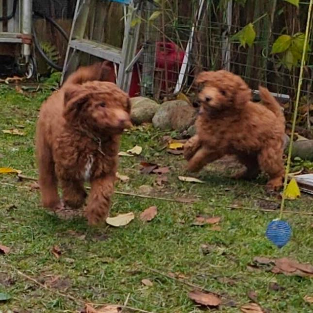 Photo of 2 Male Mini F1b Goldendoodle Puppies 