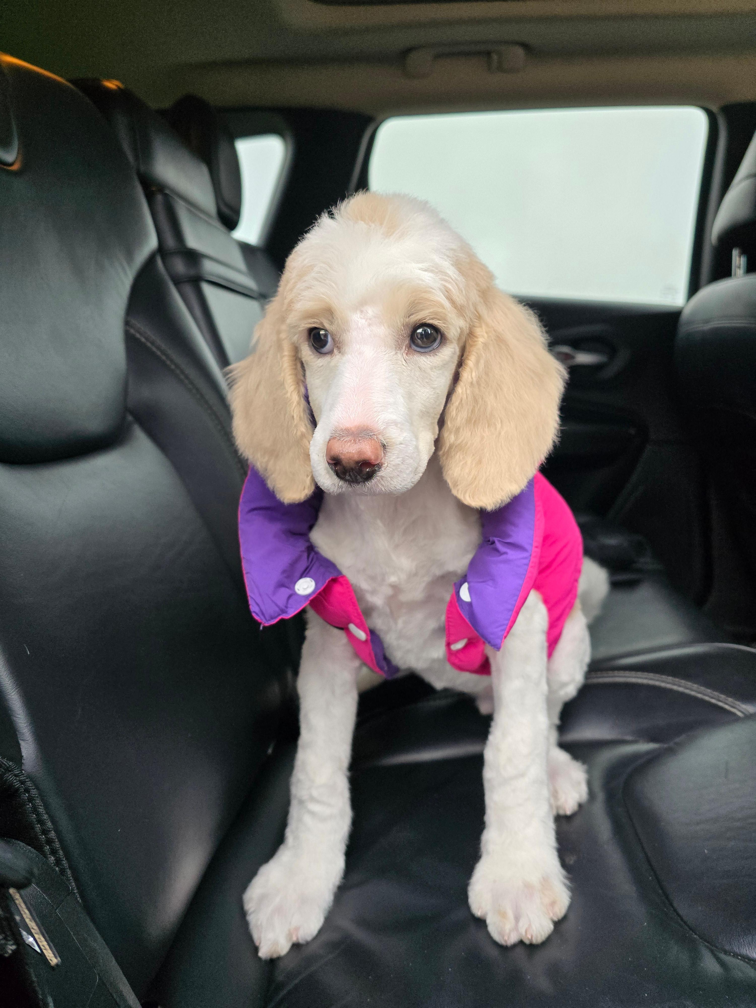 Photo of Female standard poodle puppy