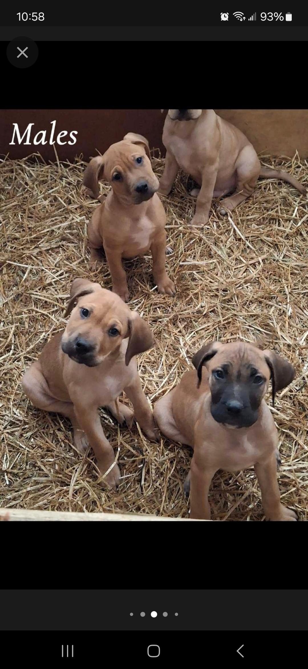 Photo of Bullmastiff puppies 