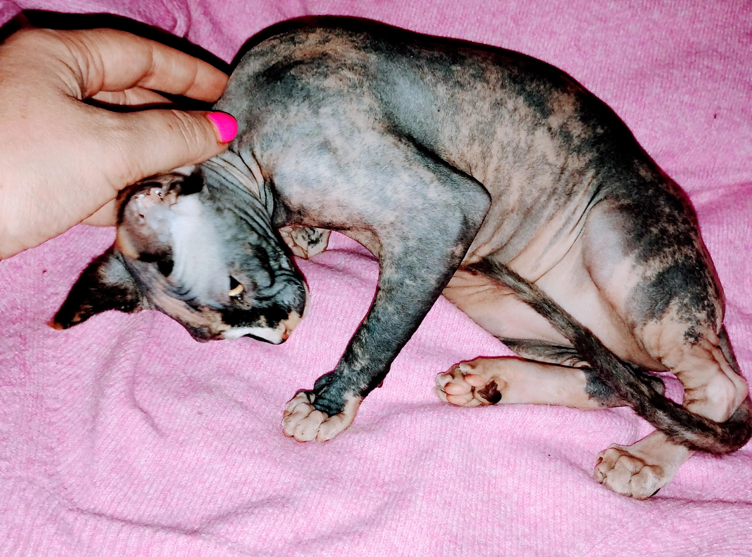 Photo of Young Sphynx