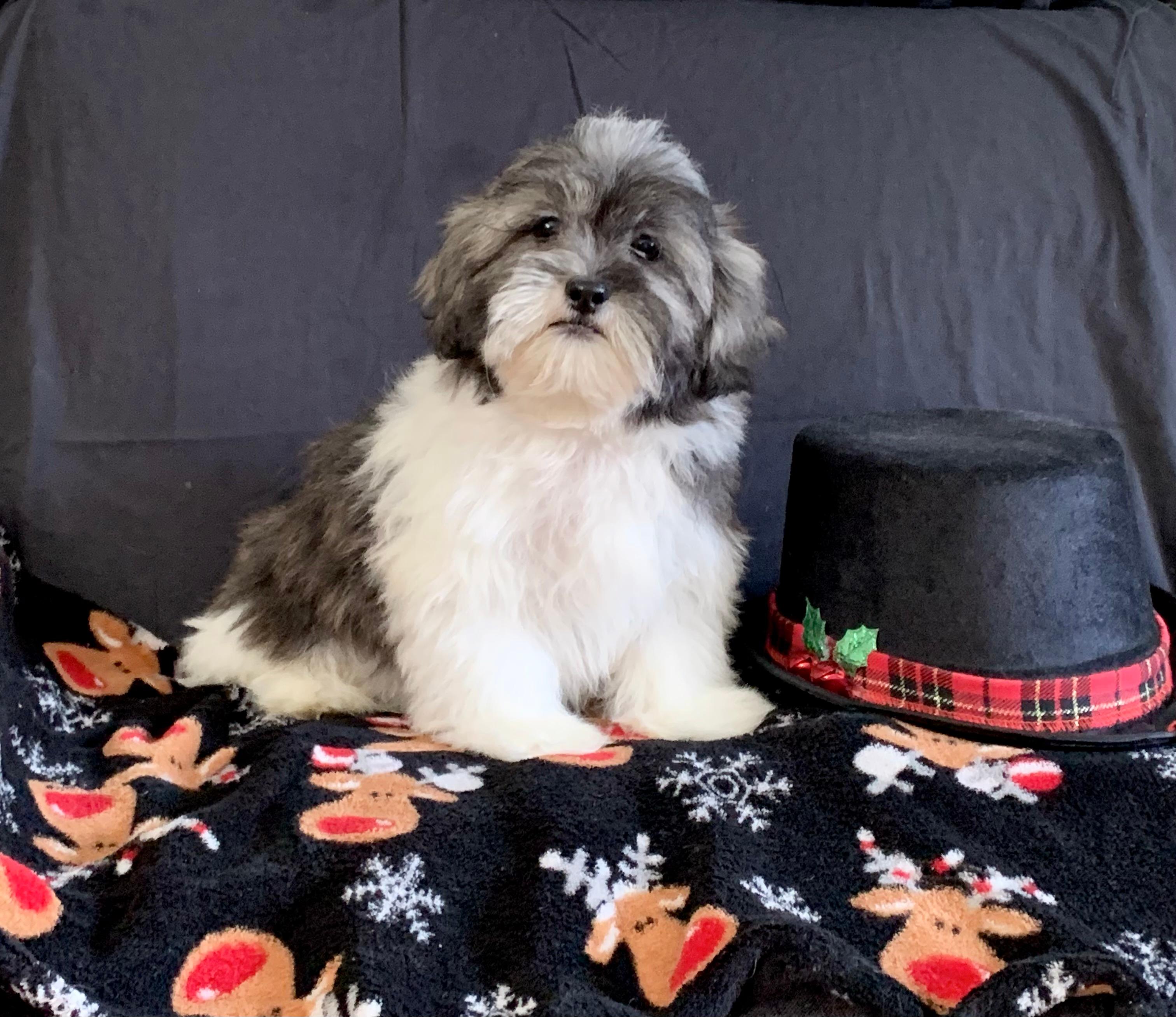 Photo of Shih tzu x bichon male pup