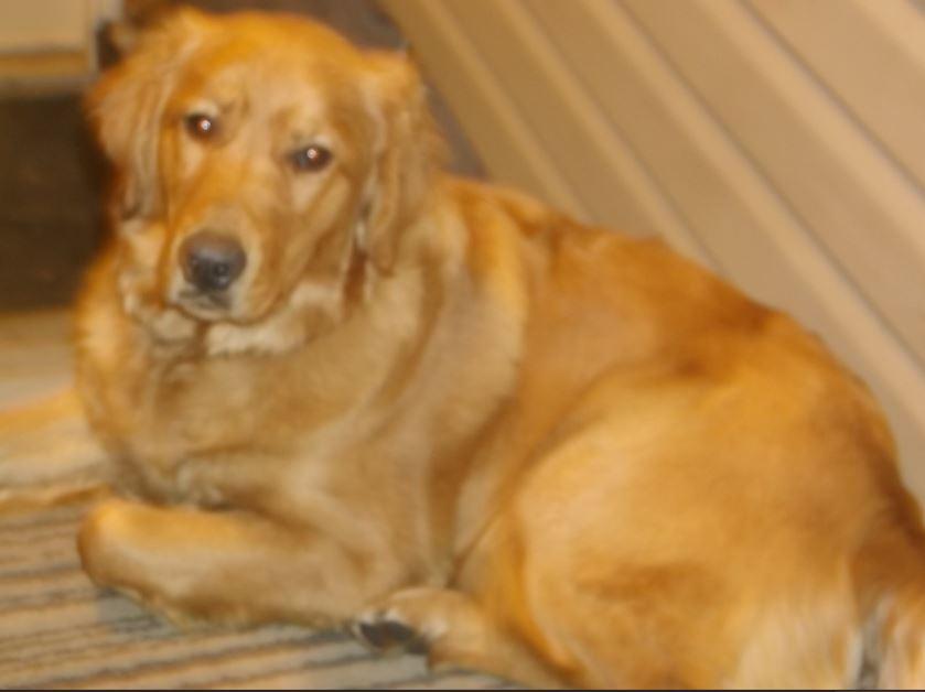 Photo of Beautiful Purebred Golden Retriever For Sale