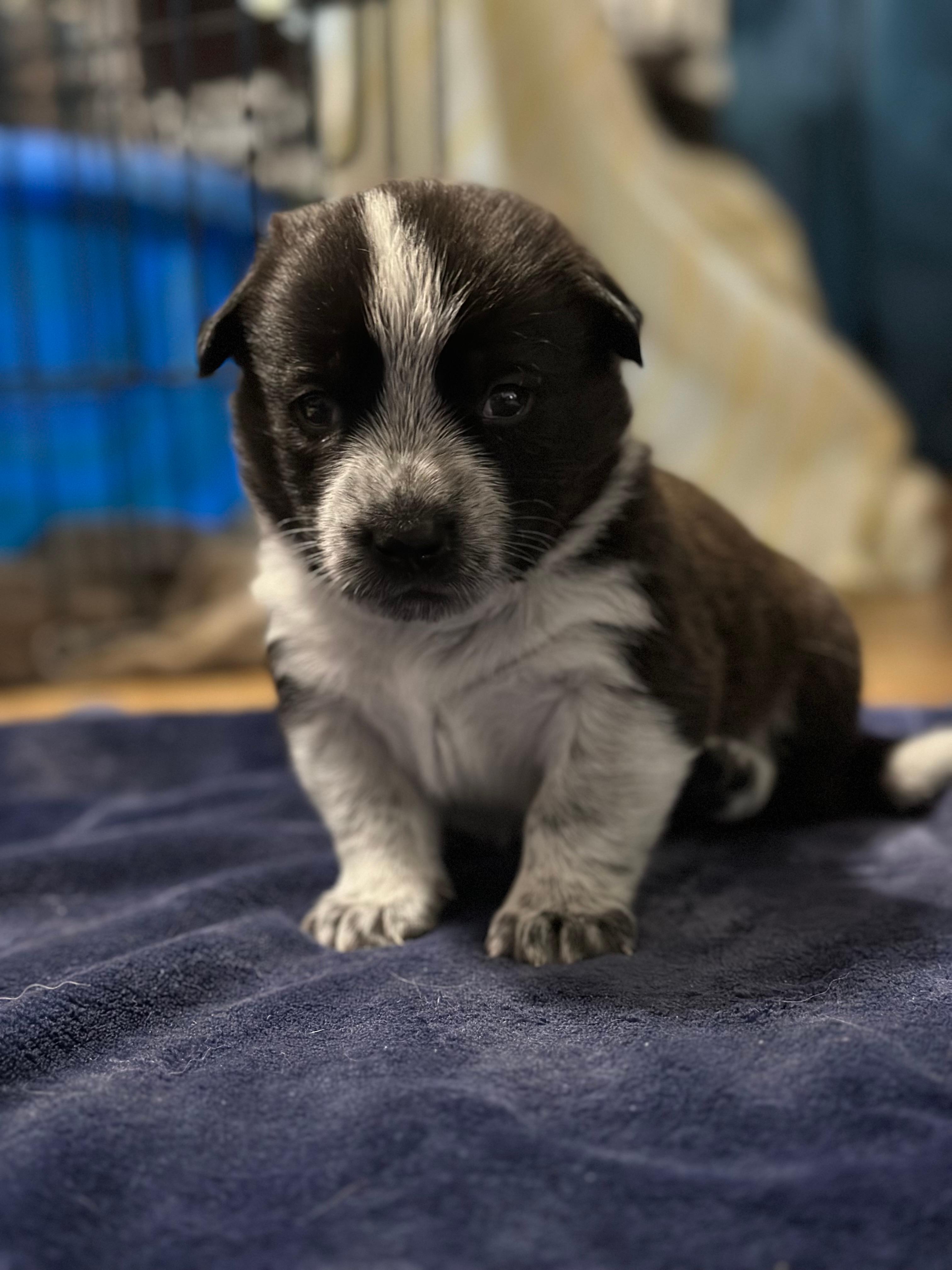 Photo of Adorable Cowboy Corgis Puppies for Adoption