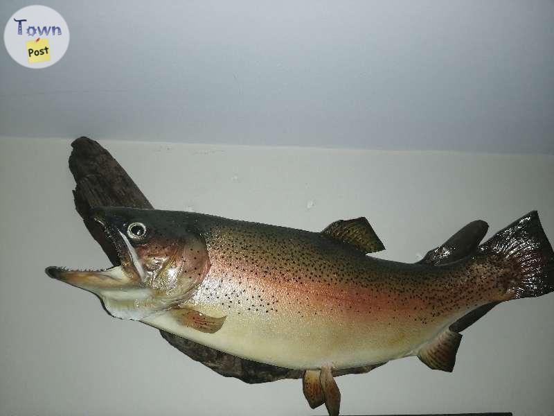 Photo of 4 trout mounts