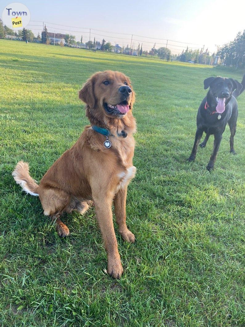 Photo of Griffin the Golden retriever for stud service 