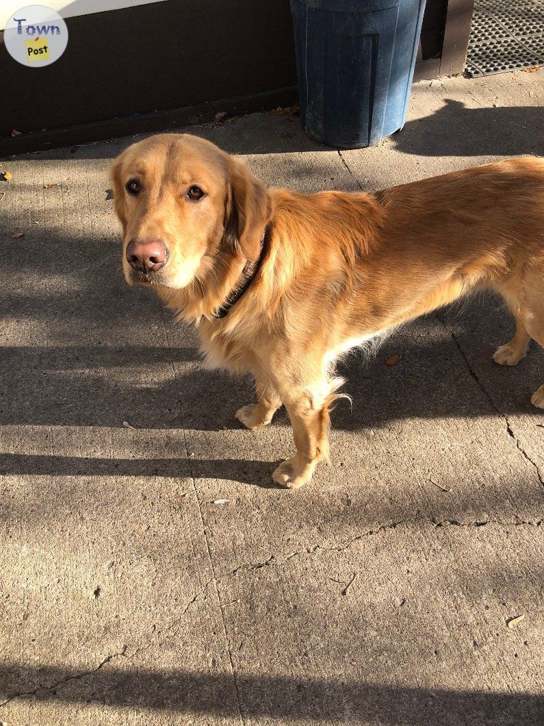 Photo of Golden retriever/lab for rehoming