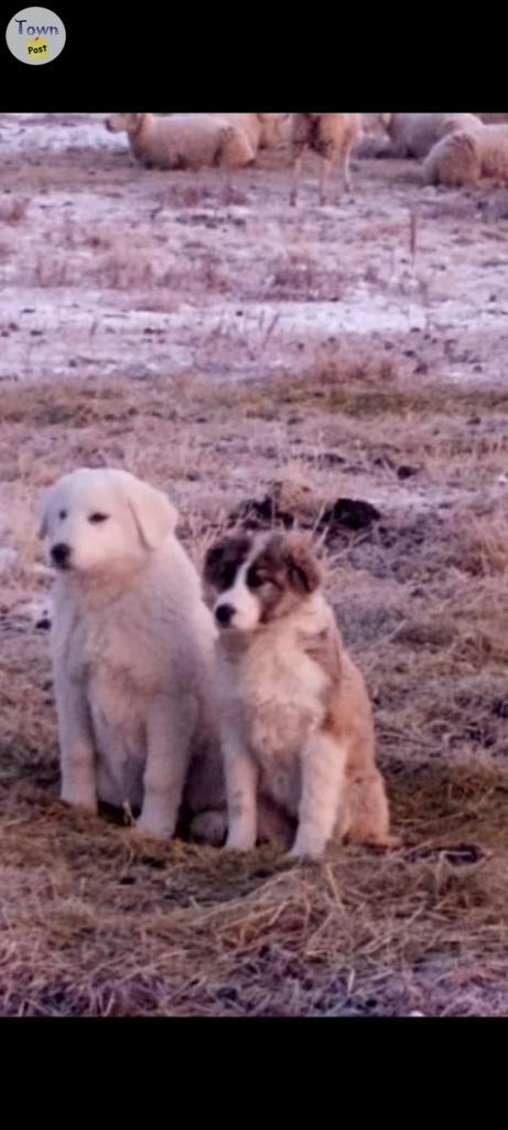 Photo of Guard dogs 