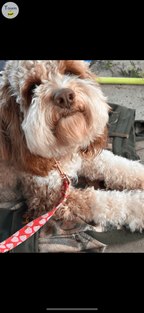 Photo of 18 Month Old F1B Standard Cockapoo *Spayed* (Poodle x Spaniel Hybrid)