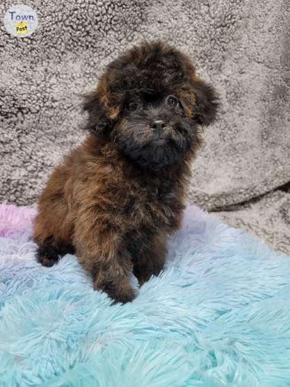 Photo of Poodle Puppies