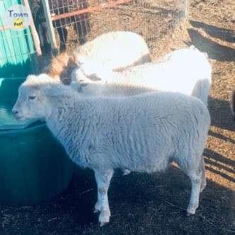 Photo of Ewe & Ram Lambs - Sheep