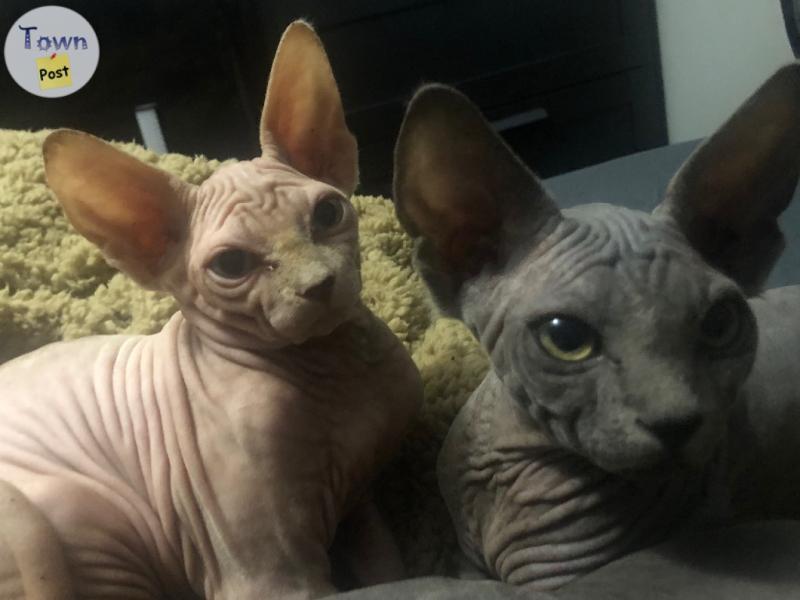 Photo of Sphynx makes 