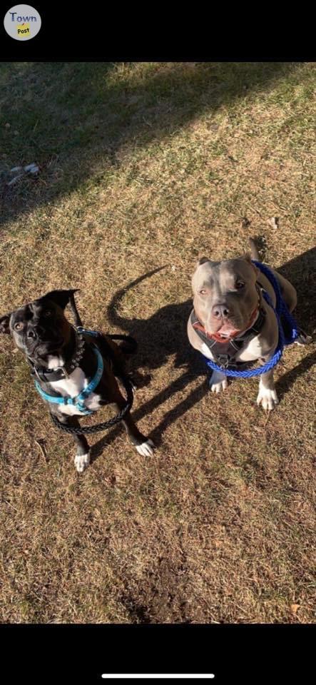 Photo of American Terrior Xl Bluenose pitbulls for sale 