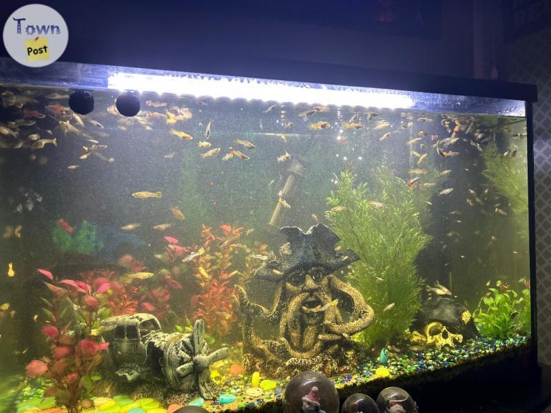 Photo of Fishies