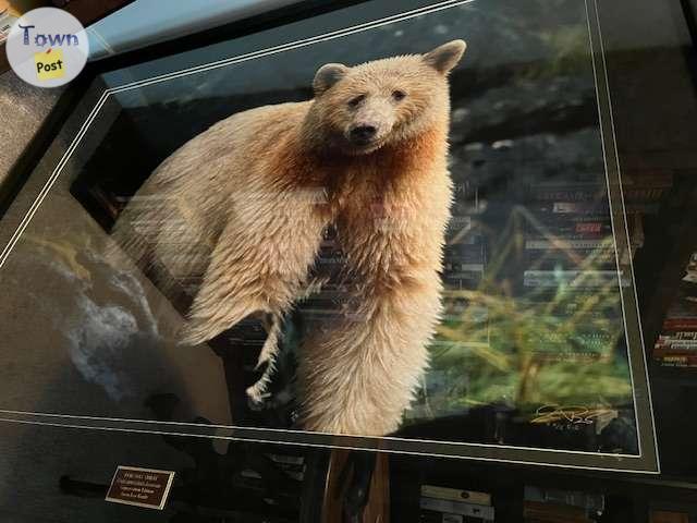 Photo of Friendly Spirit Conservation Edition - 2/5 CE- Jason Bantle -Cochrane