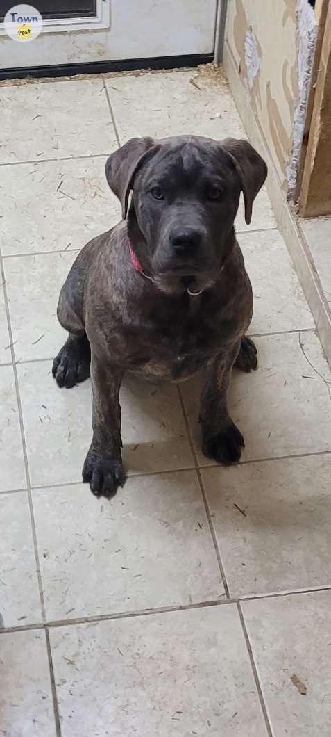 Photo of Cane corso poppies 