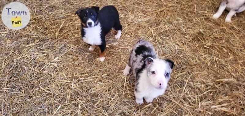 Photo of Jack Russel x mini aussie