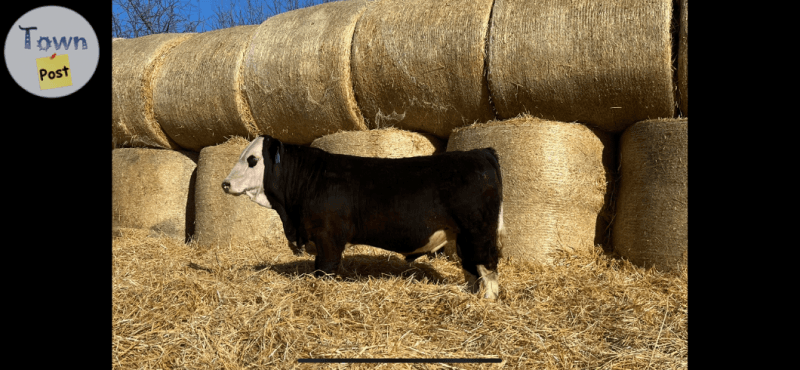 Photo of Purebred Red and Black Simmental Bulls for sale. 