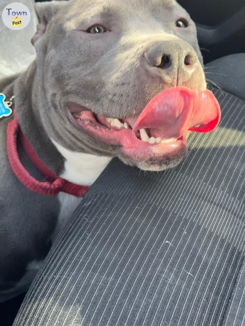 Photo of Pitbull Blue Nose