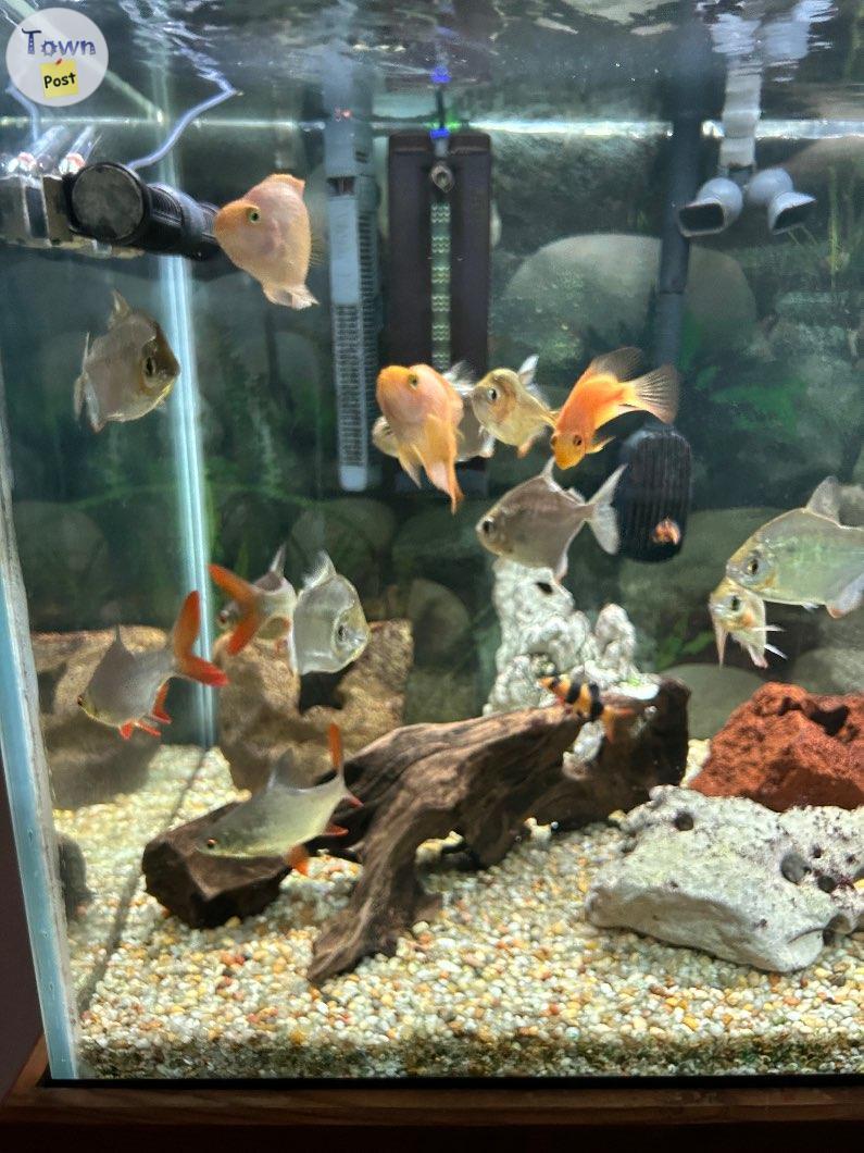 Photo of FREE must sell moving beautiful community fish