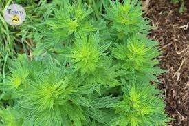 Photo of Plants - Motherwort - Herb