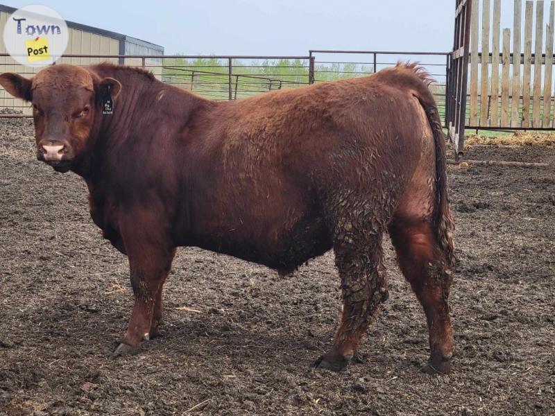 Photo of Purebred red angus 