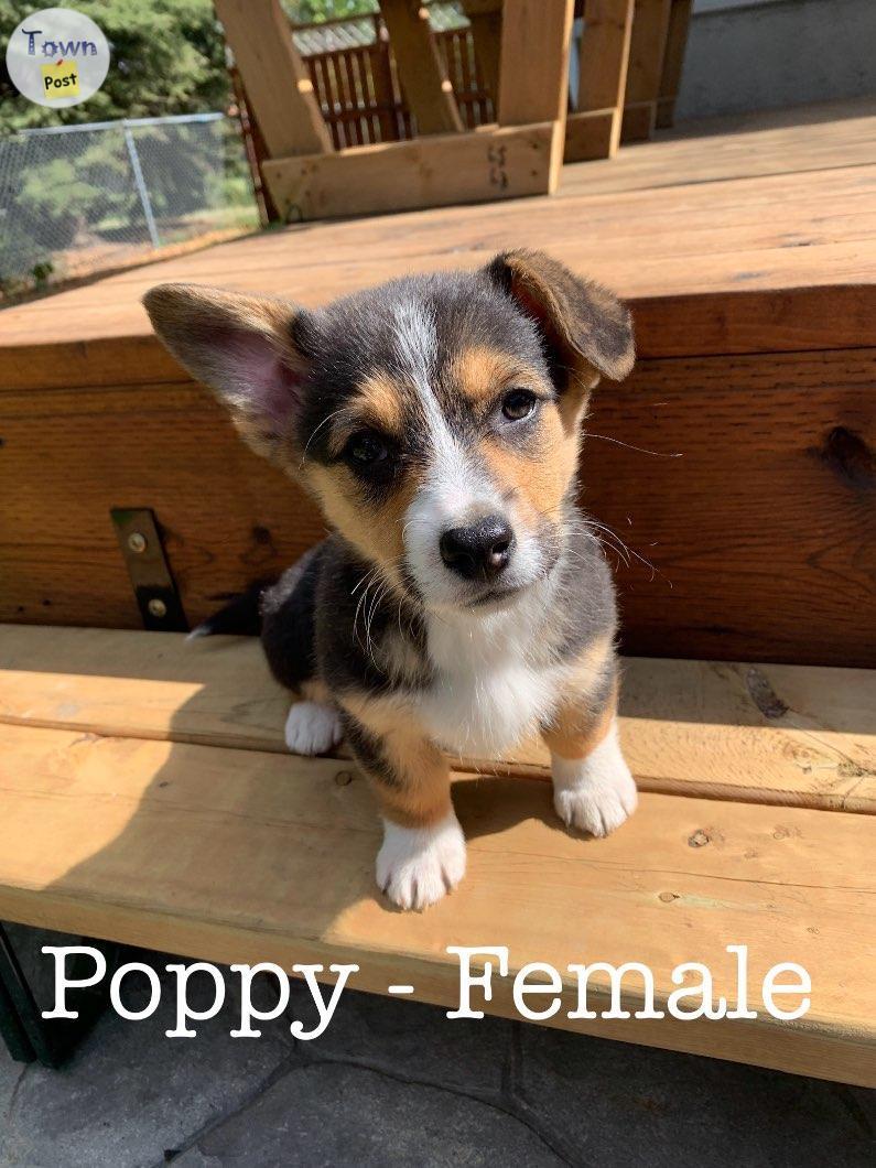 Photo of Purebred Registered Pembroke Welsh Corgi pups