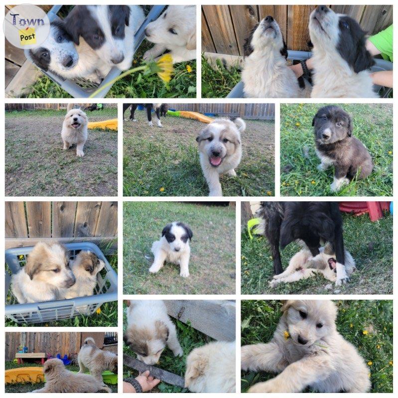 Photo of Farm livestock guardians 