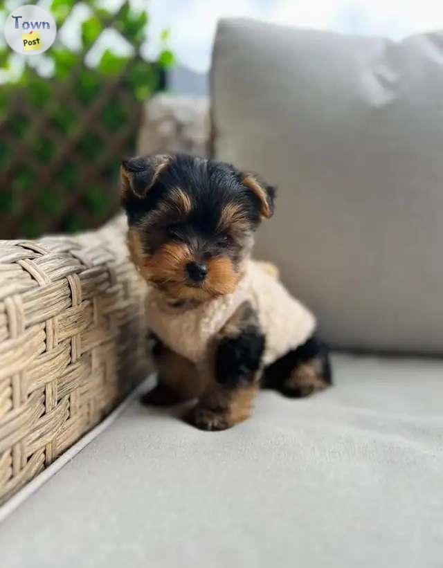 Photo of Gorgeous Purebred Yorkshire Terriers