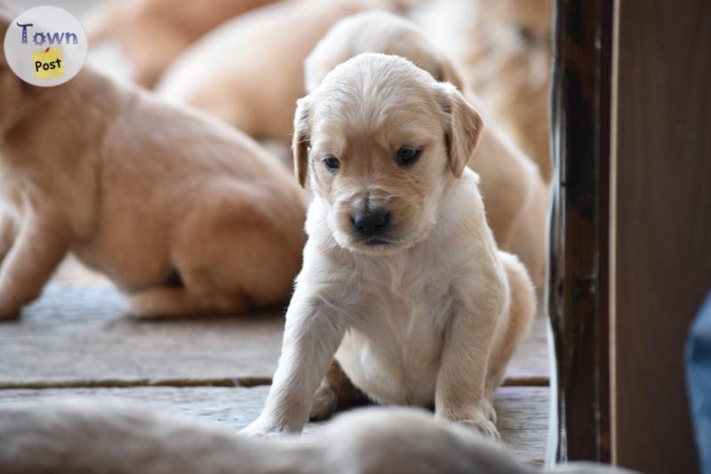 Photo of Golden Retriever Puppies