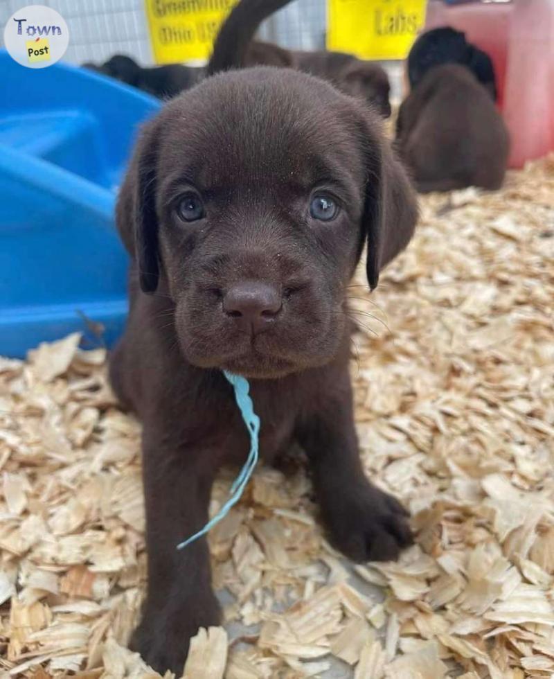 Photo of Gorgeous Registered Lab Puppies 