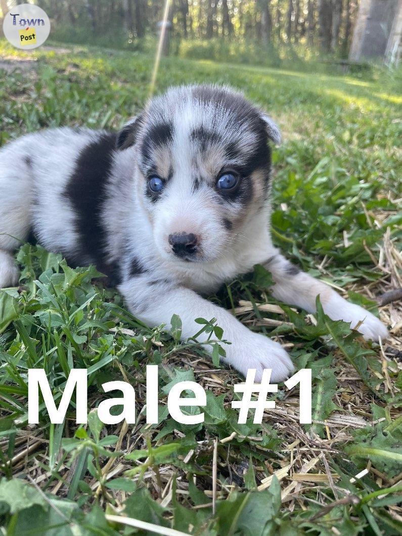 Photo of Siberian Husky/Red Merle Collie 