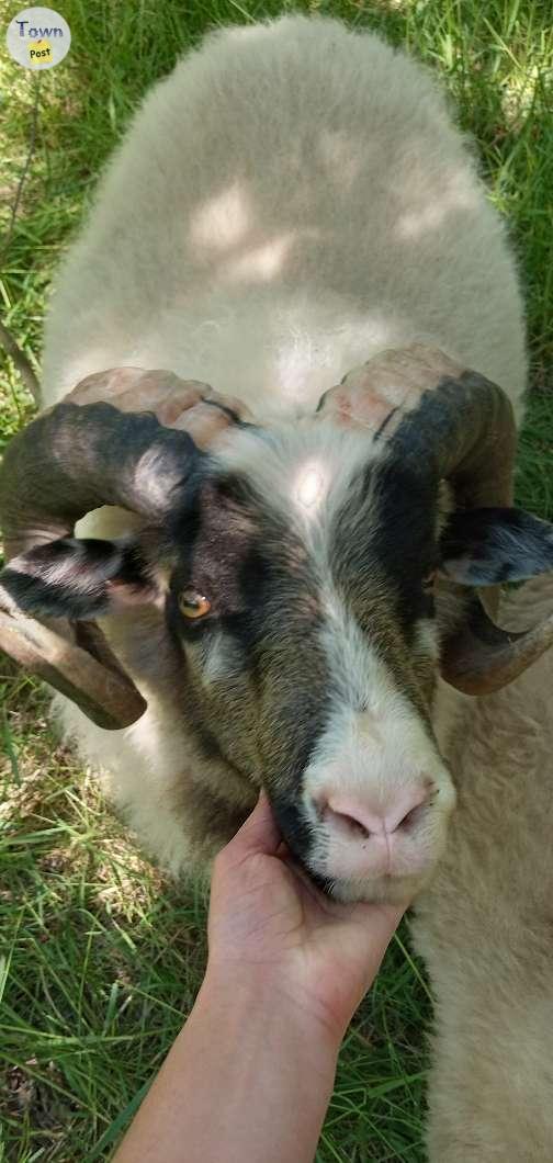 Photo of Icelandic Sheep