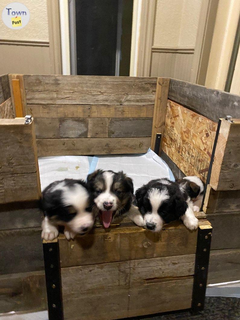 Photo of Australian Shepherd cross Border Collie pups for sale