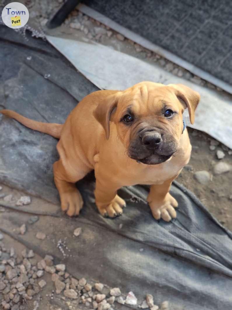 Photo of 6 week old Beautiful king Corso bullmastiff puppies