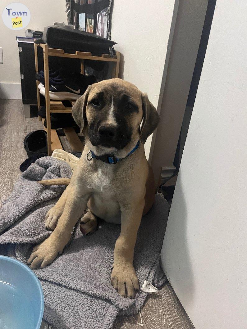 Photo of Cane Corso x Great Pyrenees 