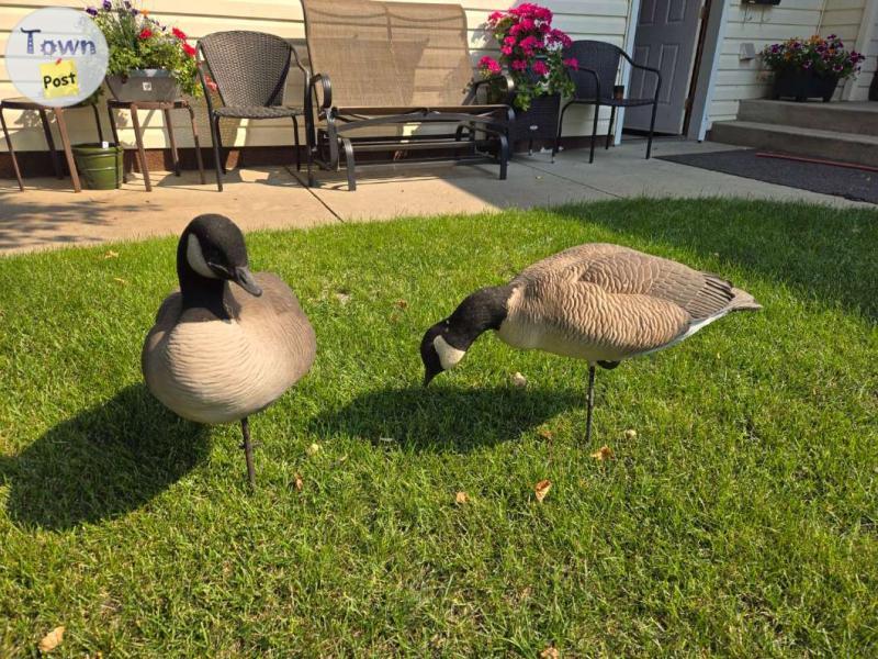 Photo of Dave Smith Lesser Canada decoys.