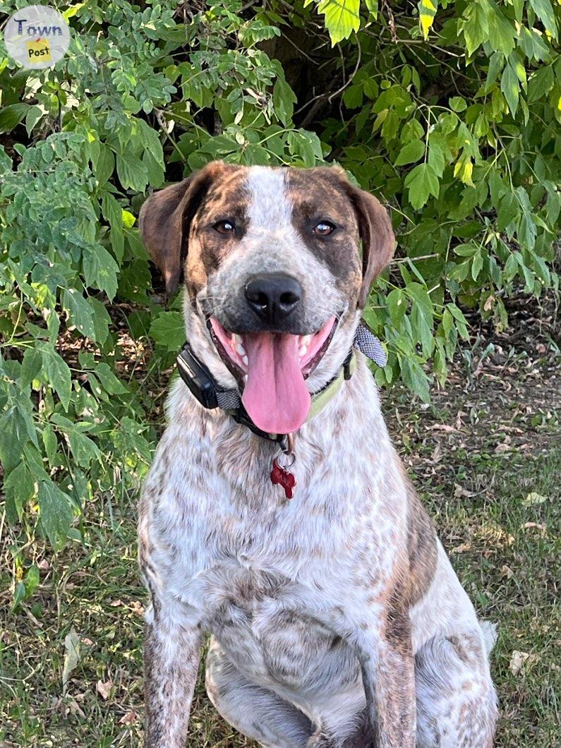 Photo of Mixed Breed Male neutered 