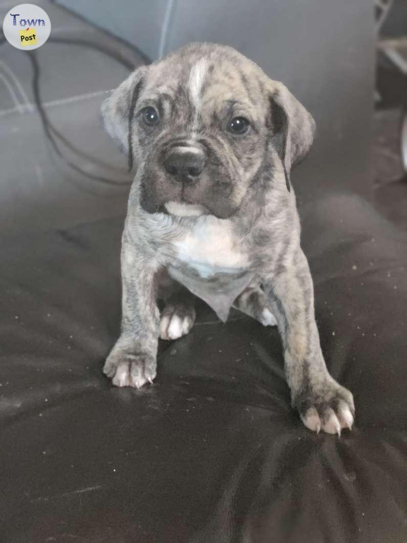 Photo of Mastiff/pitbull puppy