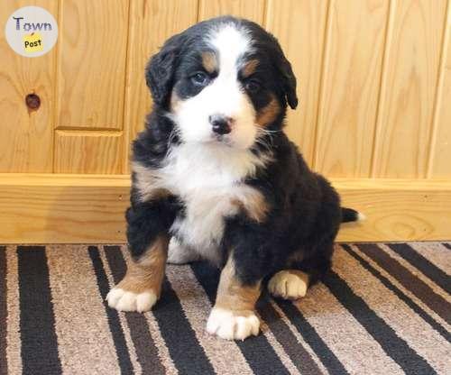 Photo of A fantastic Bernese Mountain Puppies