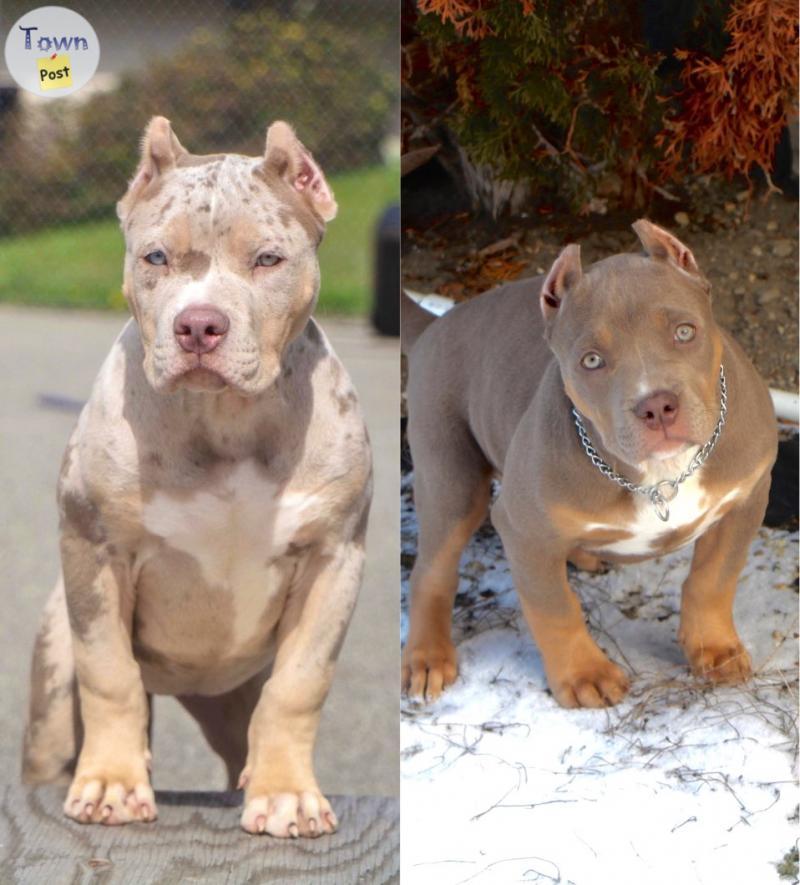 Photo of Best American XL Bully puppies