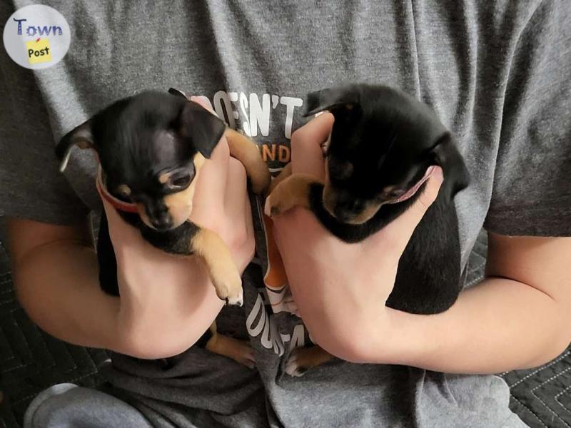 Photo of Chihuahua deerhead puppies 