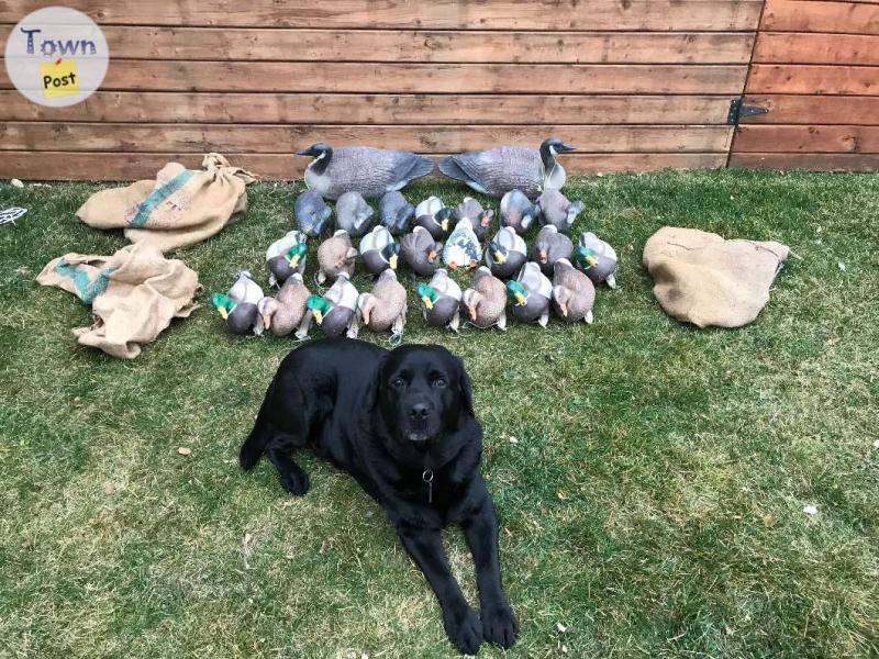 Photo of Floating Decoys For Sale