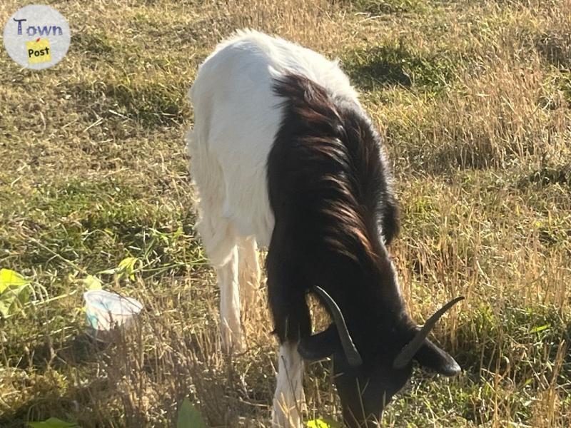 Photo of Goat for sale 