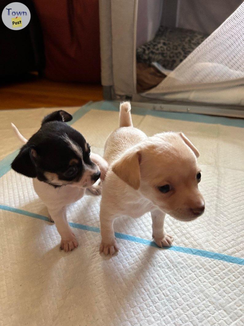 Photo of Toy Chihuahua Puppys