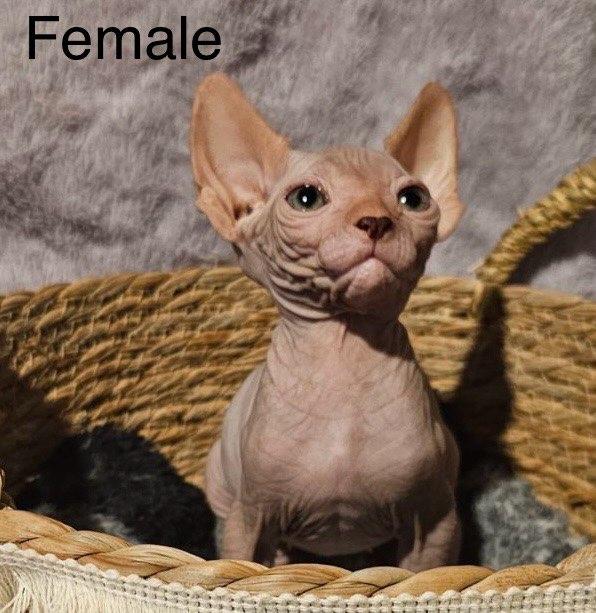 Photo of Sphinx Kittens