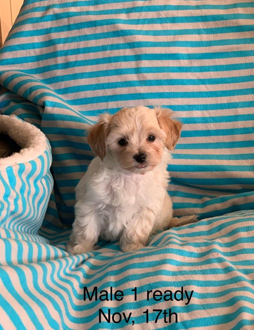 Photo of Maltipoo puppies