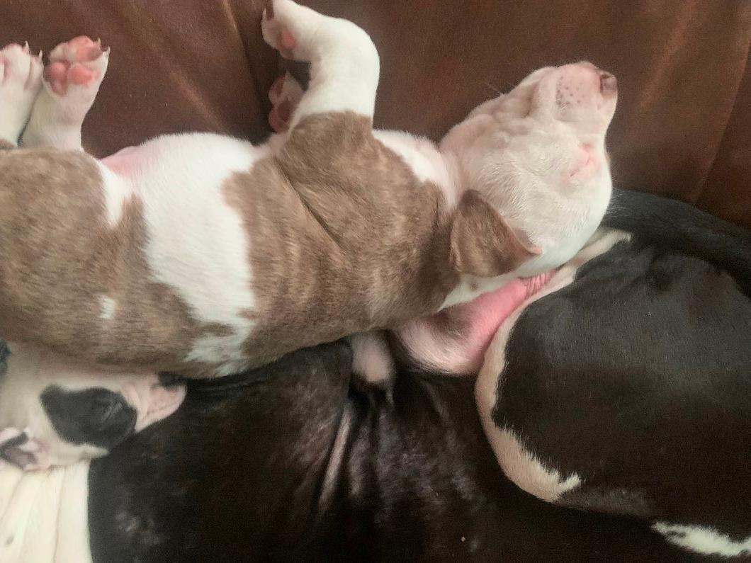 Photo of Pitbulls puppies! ❤️