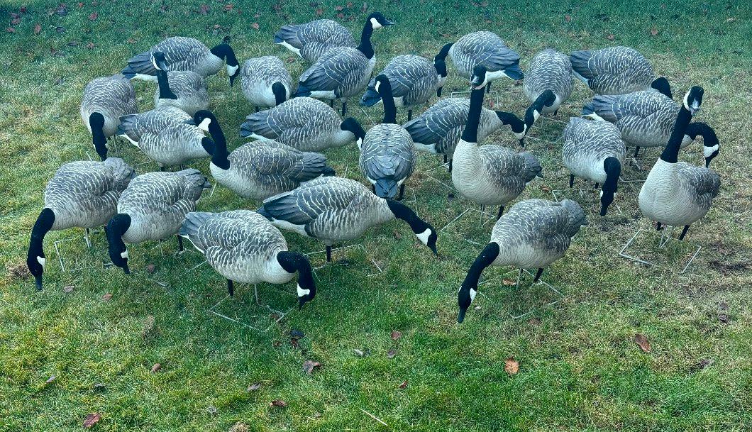 Photo of Full Body Goose Avian X Decoys per 6 with bag